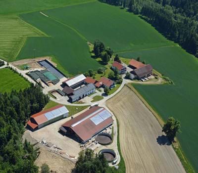 Birkenöd